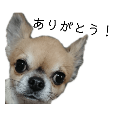 [LINEスタンプ] チワワ（てん）
