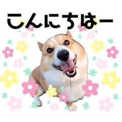 [LINEスタンプ] コーギー(ジャック)