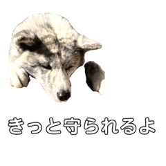 [LINEスタンプ] ライトワーカー犬さくら2