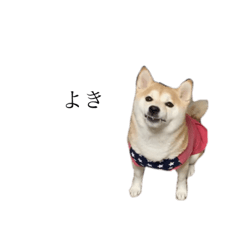 [LINEスタンプ] 柴犬ユッズ6
