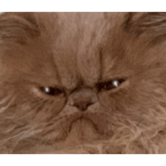 [LINEスタンプ] うちのねこ①