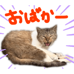 [LINEスタンプ] 野良ニャンズ