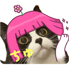 [LINEスタンプ] ハチワレ金ちゃんパワー6