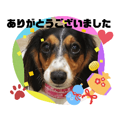 [LINEスタンプ] サナの日常会話5