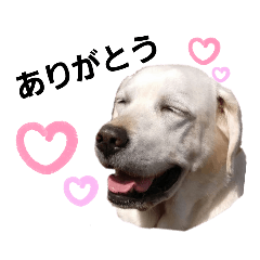 [LINEスタンプ] SUMIRE  labrador