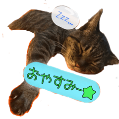 [LINEスタンプ] 猫のひとことスタンプVol.1