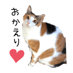 [LINEスタンプ] 三毛猫みーこのスタンプ