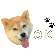 [LINEスタンプ] 柴犬こはるちゃん