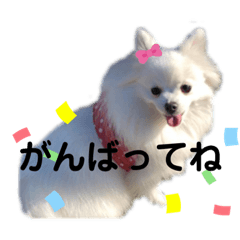 [LINEスタンプ] ふわふわりんちゃん