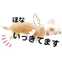 [LINEスタンプ] チワワのきなちゃんとねこのチップ