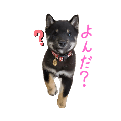[LINEスタンプ] 黒助ちゃん
