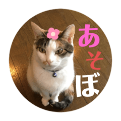 [LINEスタンプ] ねこたろうの日々