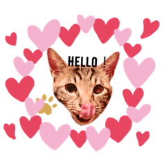 [LINEスタンプ] 猫犬大集合〜！  おまけ？付き 2020年