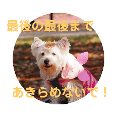 [LINEスタンプ] 受験生 へ応援