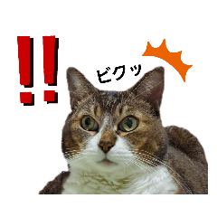 [LINEスタンプ] ももちゃんスタンプThree