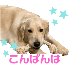 [LINEスタンプ] きなたんのスタンプ❸