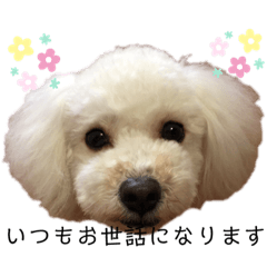 [LINEスタンプ] ビションプー☆仕事☆OUTA_BichonPoo