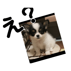 [LINEスタンプ] シャイニーの思い出スタンプ