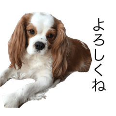 [LINEスタンプ] キャバリア犬ゆず