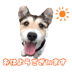 [LINEスタンプ] カイのゆるゆるスタンプ