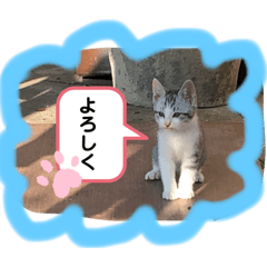 [LINEスタンプ] ねこねこシリーズ1