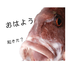 [LINEスタンプ] 魚顔スタンプ