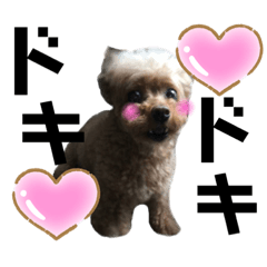 我が家のあろはちゃん❻