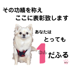 [LINEスタンプ] チワワのさらちゃん お祝いバージョン