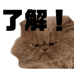 [LINEスタンプ] うちのねこ〈普通〉