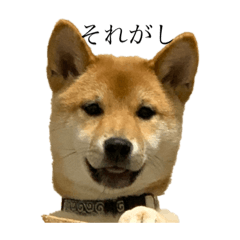 [LINEスタンプ] やまぐちさだはる