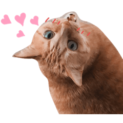[LINEスタンプ] 茶トラ好きのための♡