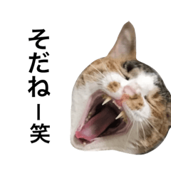 [LINEスタンプ] ねこ三昧♪