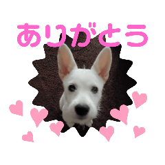 [LINEスタンプ] Belle(ベル)末っ子