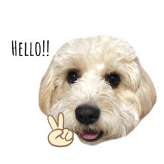 [LINEスタンプ] ふうちゃんでーす
