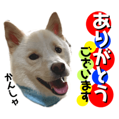 [LINEスタンプ] 白柴のはちくん②