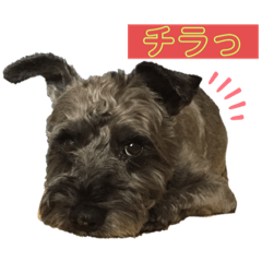 [LINEスタンプ] 黒シュナのハルさん