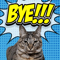 [LINEスタンプ] うちの猫シリーズ2.1