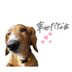 [LINEスタンプ] ダックスフンドのたいちくん❤︎