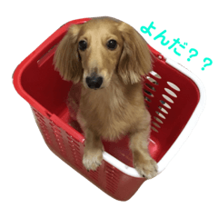 [LINEスタンプ] ハローロッキーくん