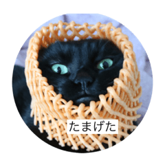 [LINEスタンプ] 我が家のにゃんこさん
