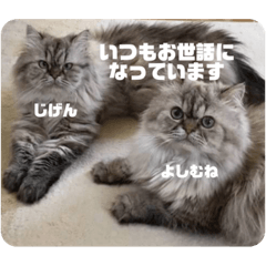 [LINEスタンプ] よしむねとじげん