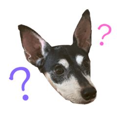 [LINEスタンプ] 柴犬とミニピンのスタンプ