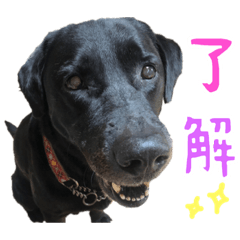 [LINEスタンプ] わんわんスタンプ〜第一弾〜