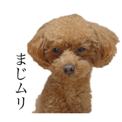 [LINEスタンプ] ぷーどるのてぃー