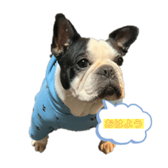 [LINEスタンプ] フレンチブル アンちゃん