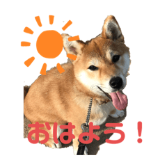 [LINEスタンプ] 柴犬あんず vol.1