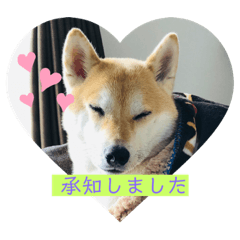 [LINEスタンプ] 柴犬りんじろうの楽しい毎日2