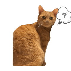 [LINEスタンプ] ネコ…その他