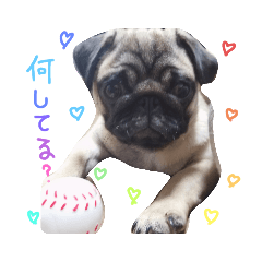 [LINEスタンプ] パグの生活