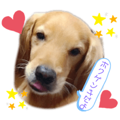 [LINEスタンプ] 亡き愛犬…